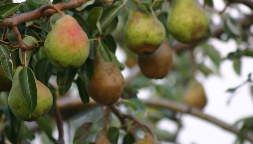 Soil fertillizer is good for your fruit trees. Soil fertillizer is good for your fruit trees.