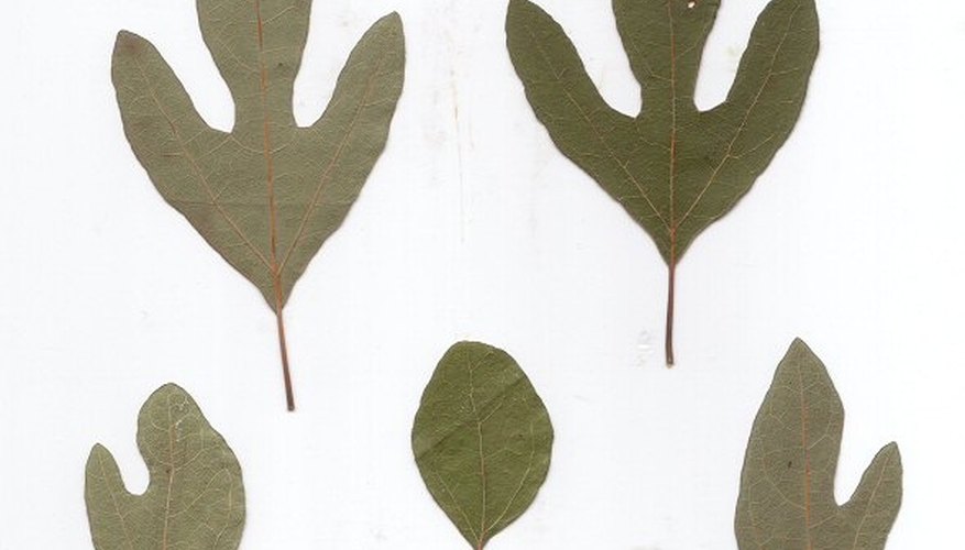 Identify Sassafras Identify Sassafras
