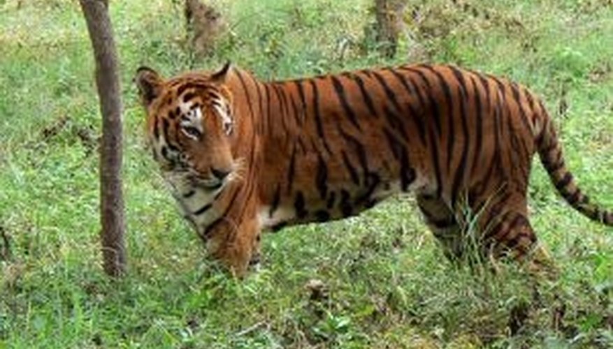 Go wild with a tiger costume. Go wild with a tiger costume.
