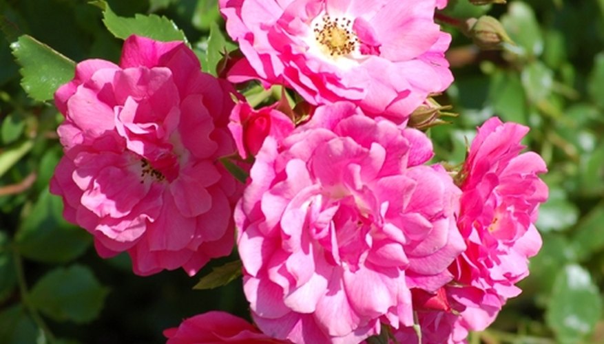 Grow Roses in Ohio Grow Roses in Ohio