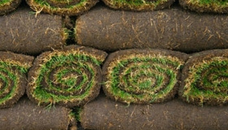 Sod will either come rolled or in squares. Sod will either come rolled or in squares.