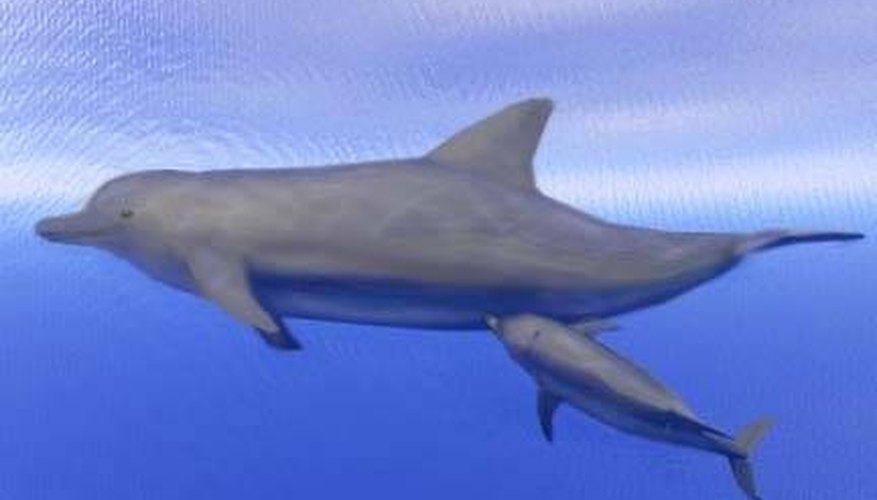 How Do Dolphins Nurse? How Do Dolphins Nurse?