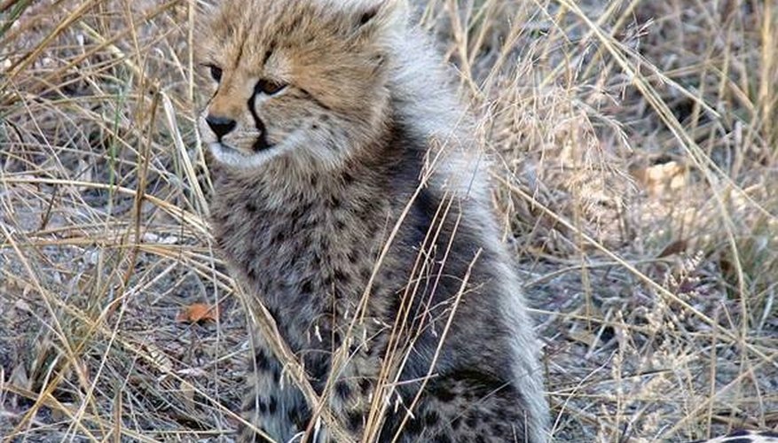 Cheetah cub. Photo by Lukas Kaffer. Cheetah cub. Photo by Lukas Kaffer.