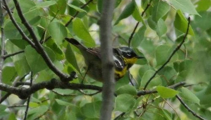 ODFW, Oregon Especies silvestres: Towhee, gorriones, buntings