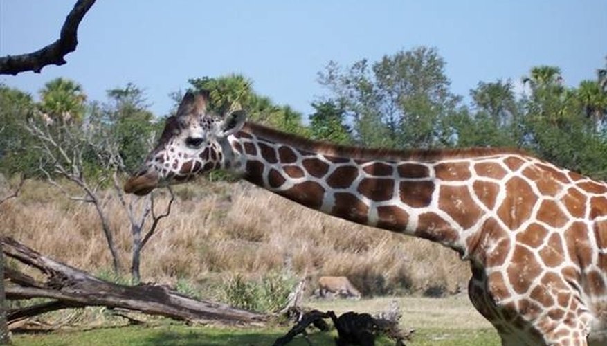 How Do Giraffes Communicate? How Do Giraffes Communicate?