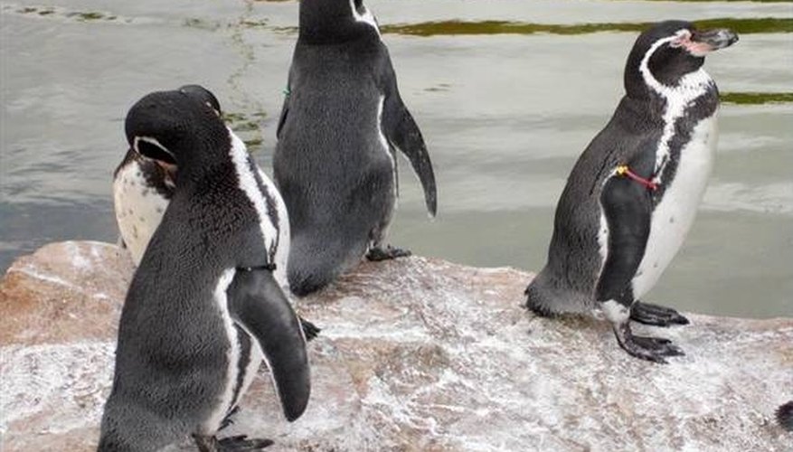 How Do Penguins Sleep? How Do Penguins Sleep?