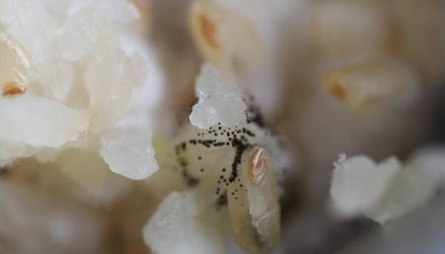 How Do Plants With Spores Reproduce? How Do Plants With Spores Reproduce?