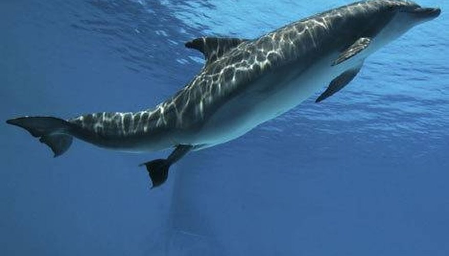 Female dolphin giving birth Female dolphin giving birth