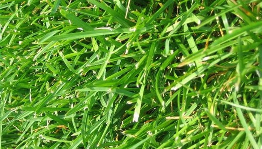 Why Add Sugar to Grass Seeds? Why Add Sugar to Grass Seeds?