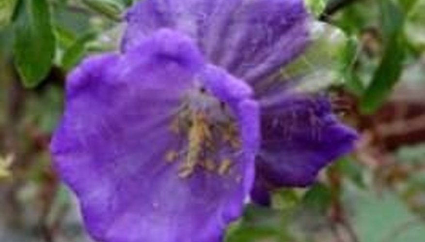 http://www.gardenweek.org/journal/032100/Images-2/k2817. http://www.gardenweek.org/journal/032100/Images-2/k2817.