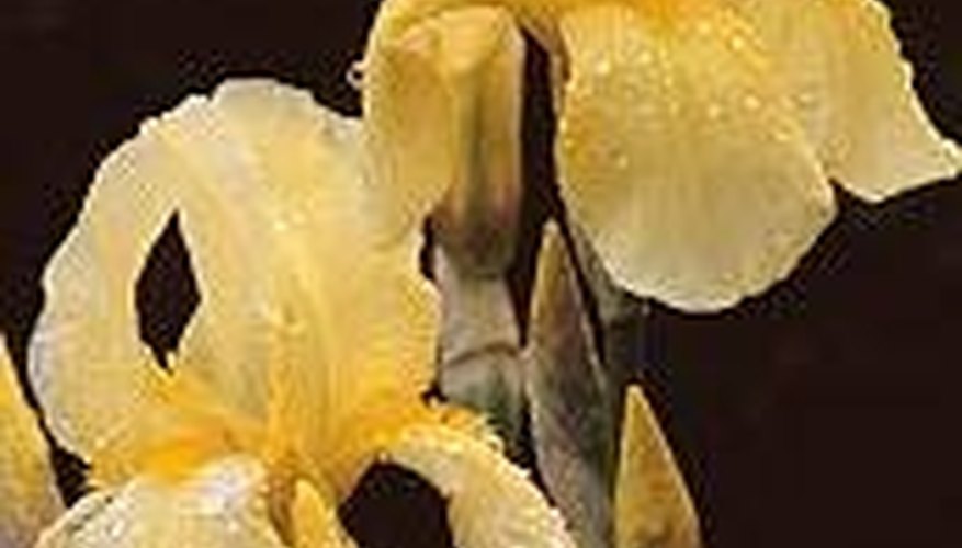 How Do Flowers Absorb Water? How Do Flowers Absorb Water?