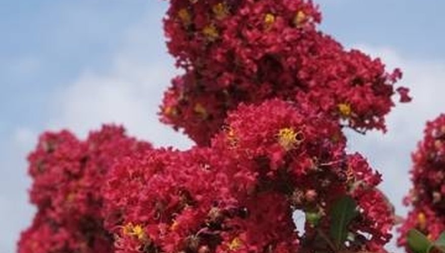 The Lovely Flowers of the Banaba Bush, or Crepe Myrtle The Lovely Flowers of the Banaba Bush, or Crepe Myrtle
