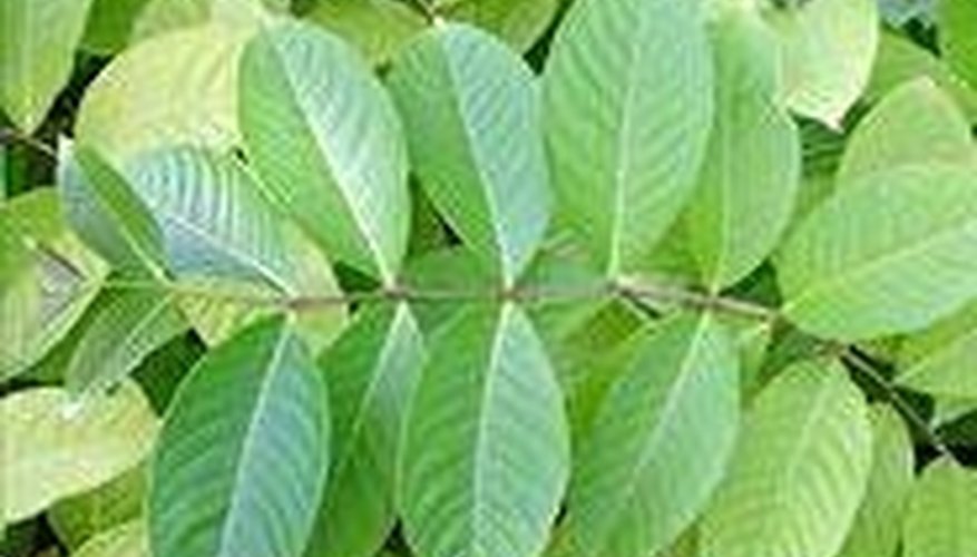 The Leaves of the Banaba Plant The Leaves of the Banaba Plant
