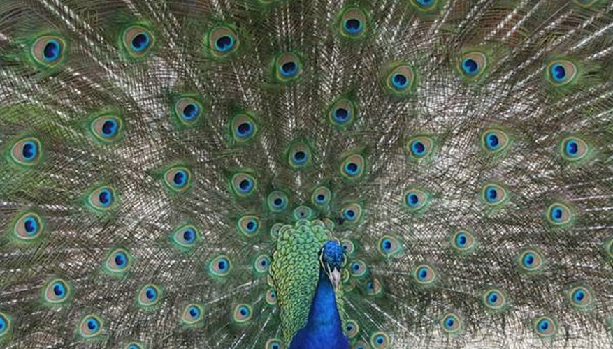 how-does-a-peacock-find-food-sciencing