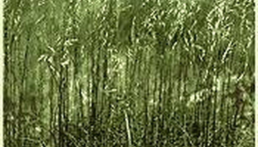 Red Fescue Red Fescue