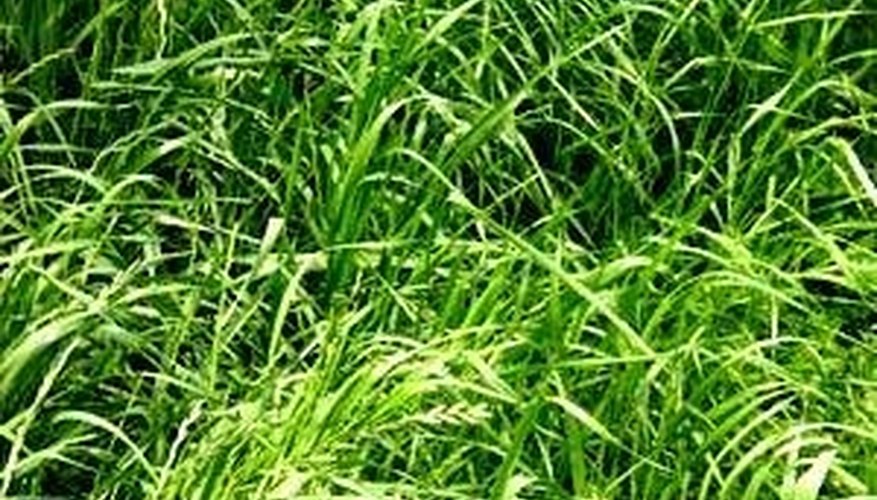 Rye Grass Rye Grass
