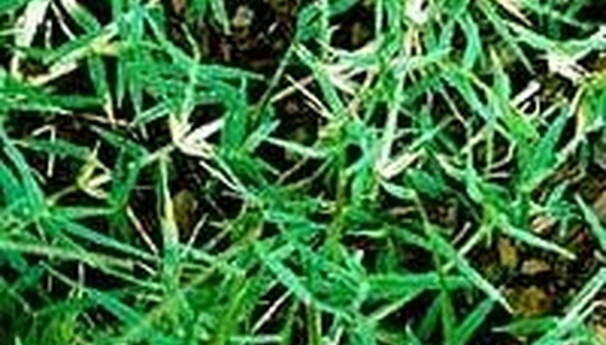 Bermuda Grass Bermuda Grass