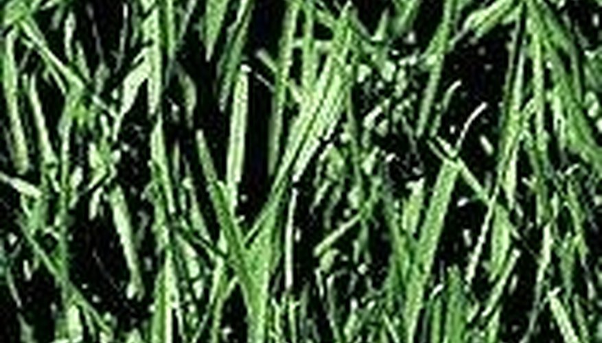 How Tall Does Grass Grow Before Folding Over? How Tall Does Grass Grow Before Folding Over?