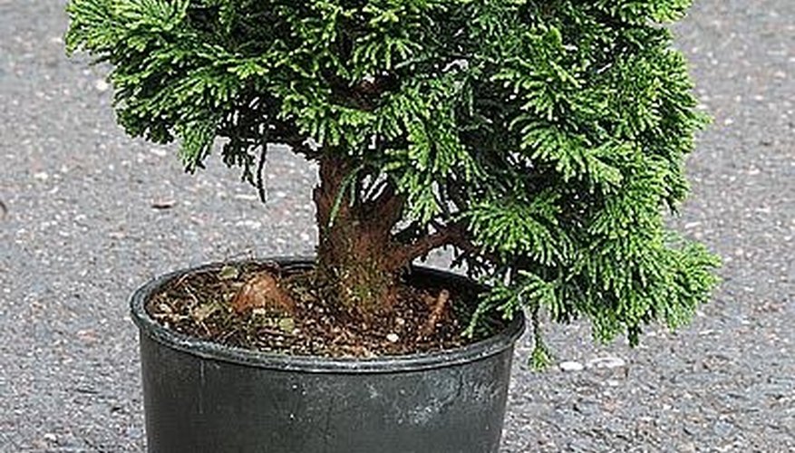 Untrimmed bonsai tree Untrimmed bonsai tree