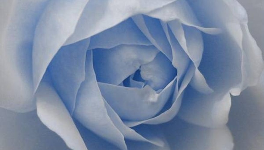 Paint Roses Paint Roses