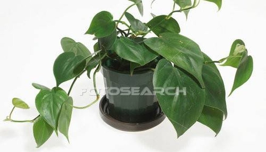 Identify Types of House Plants Identify Types of House Plants