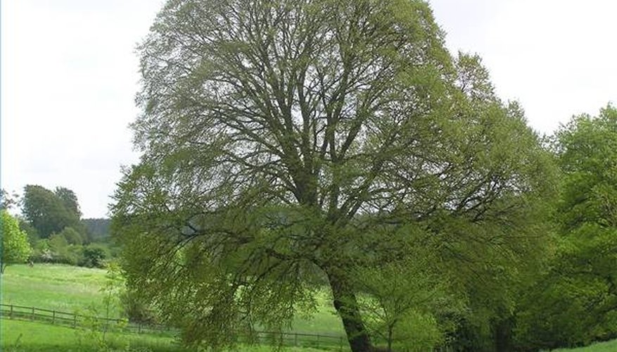 How Long Does a Tree Live? How Long Does a Tree Live?
