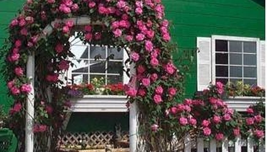Climbing roses Climbing roses