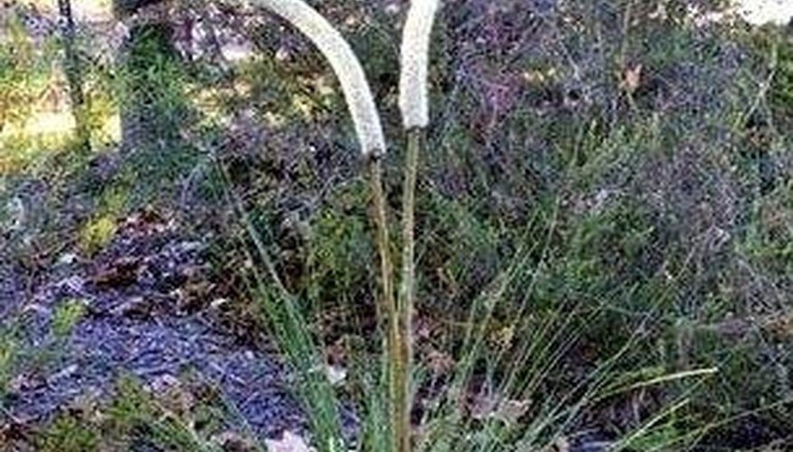 Young mature grass tree, about seven to eight years old Young mature grass tree, about seven to eight years old