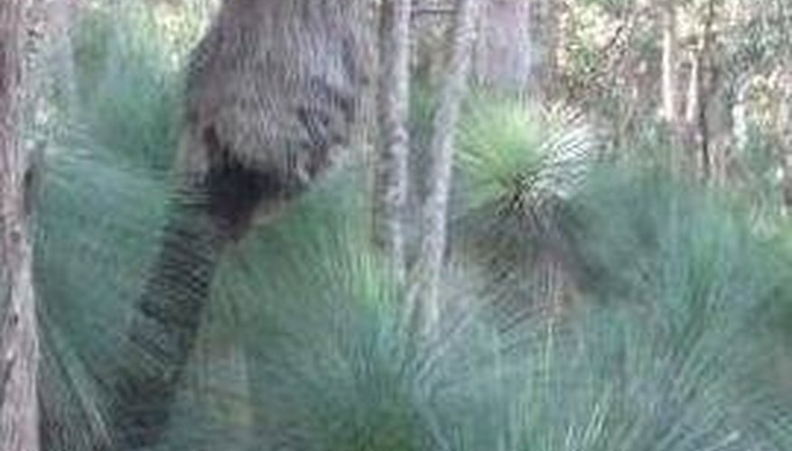 Large wild grass tree, possibly several hundred years old Large wild grass tree, possibly several hundred years old