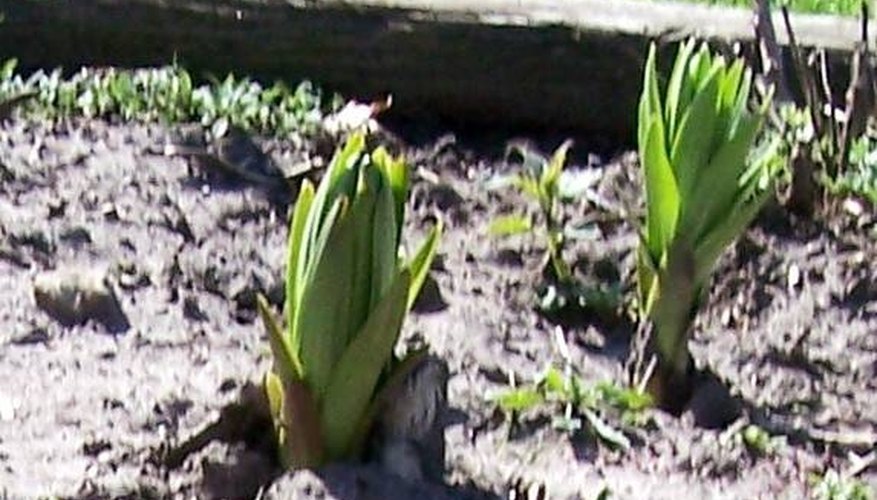 Emerging plants are especially tender--and vulnerable. Emerging plants are especially tender--and vulnerable.
