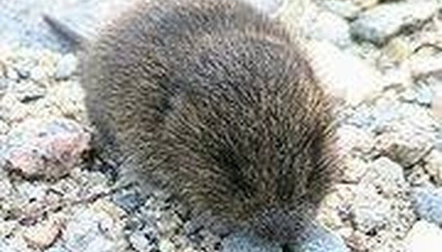 Baby voles are the size of a half-dollar. Baby voles are the size of a half-dollar.