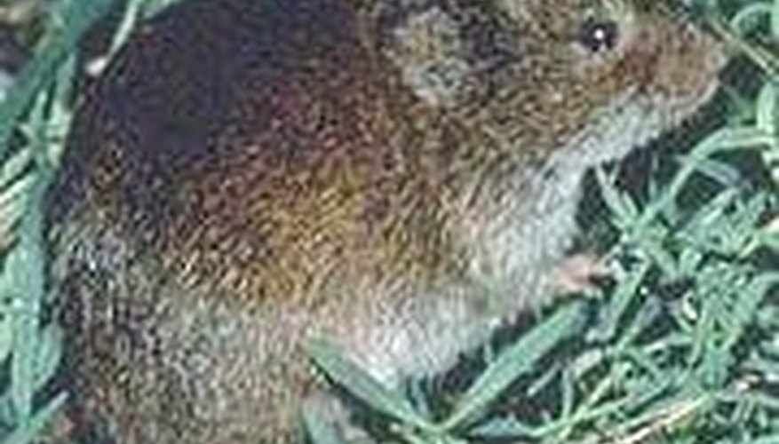 Kill Vole Populations Kill Vole Populations