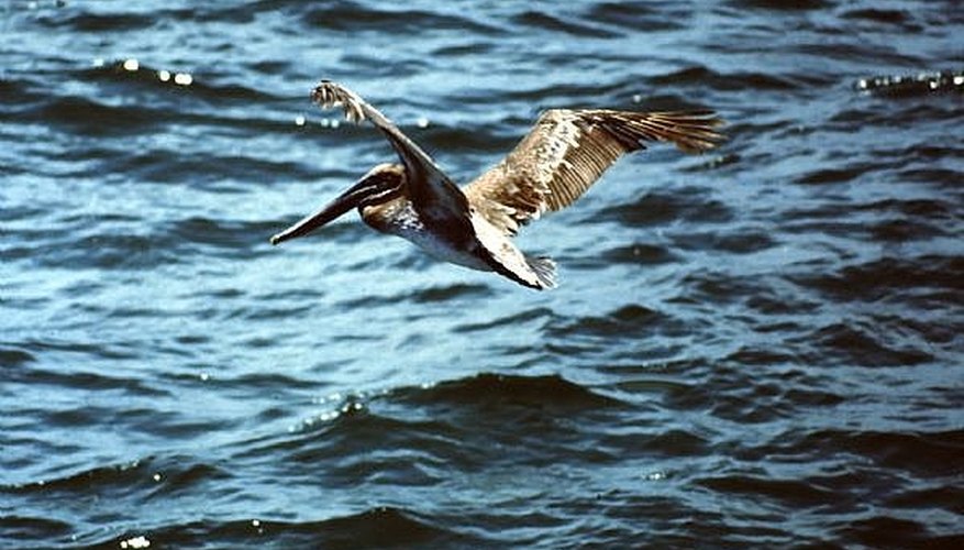A Pelican from the '80s A Pelican from the '80s