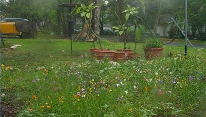 Get a Lawn Fertilizer License Get a Lawn Fertilizer License