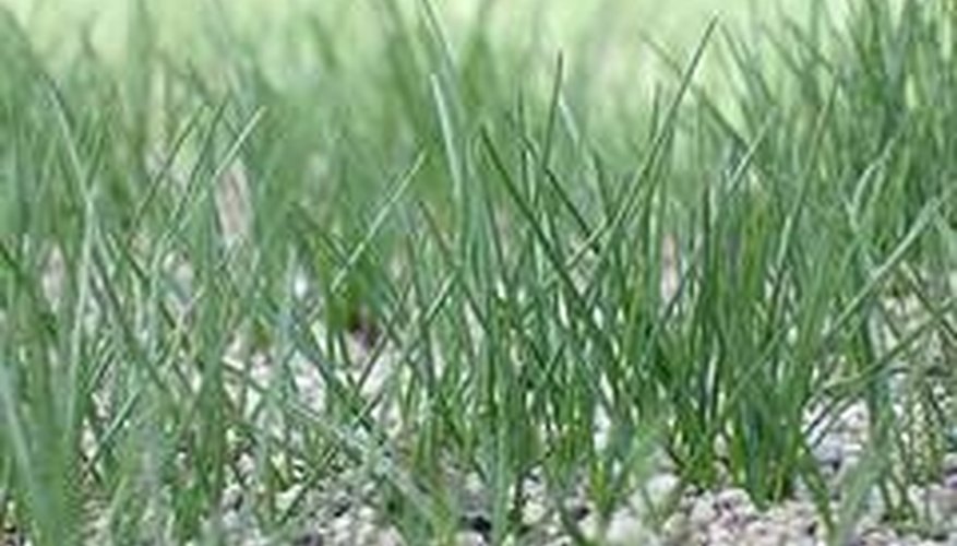 How To Remove Tall Fescue Garden Guides 2006