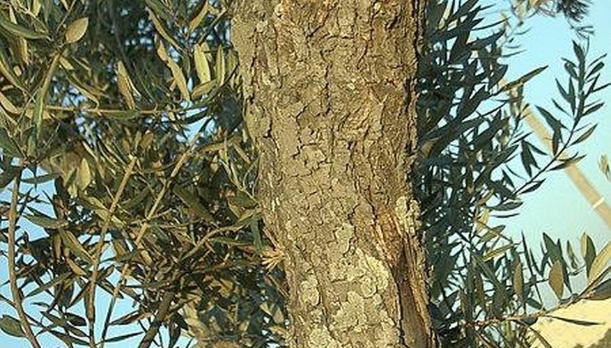 An olive tree trunk An olive tree trunk