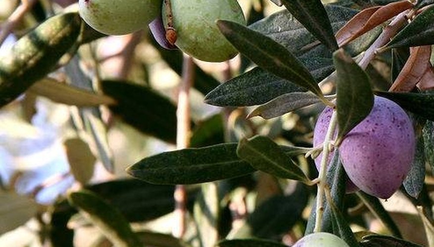 Characteristics of the Olive Tree Characteristics of the Olive Tree