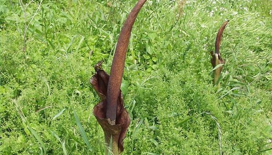 A Konjac plant in the wild. A Konjac plant in the wild.