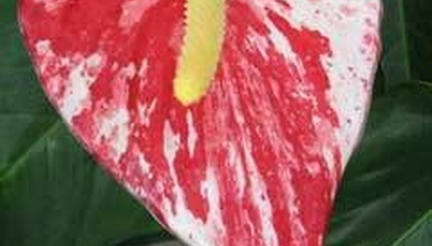 Anthurium Anthurium