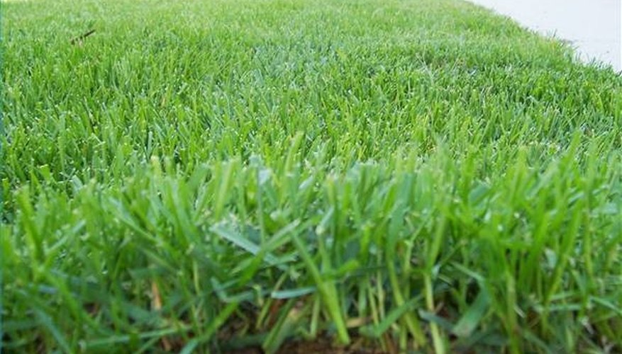 Mulched grass contains large quantities of nitrogen for good top growth. Mulched grass contains large quantities of nitrogen for good top growth.