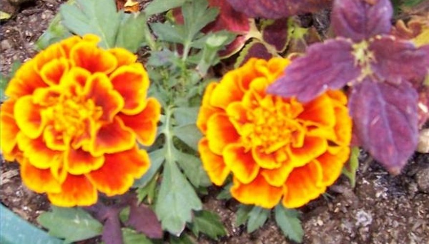 Flower gardens require extra phosphates for big blooms. Flower gardens require extra phosphates for big blooms.