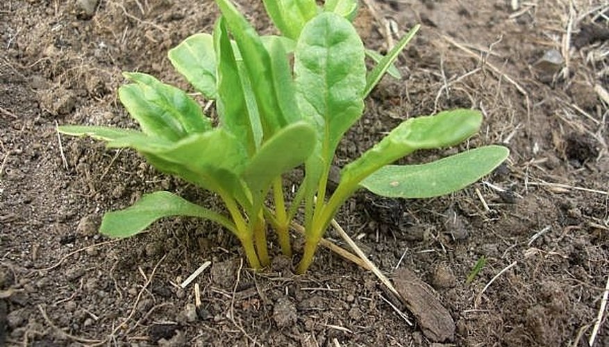 A Clump of Young Swiss Chard Seedlings A Clump of Young Swiss Chard Seedlings