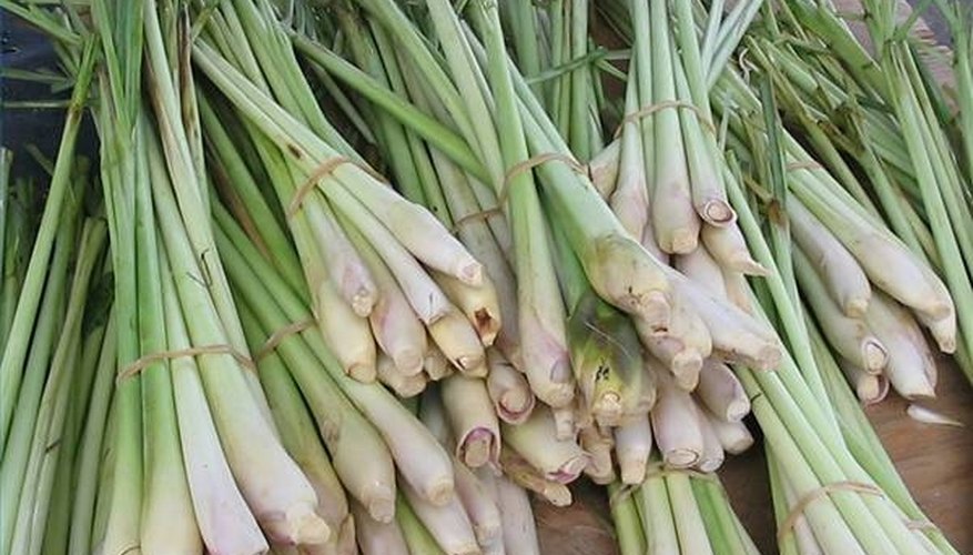 Lemongrass is a fragrant and subtle herb used in Asian cooking Lemongrass is a fragrant and subtle herb used in Asian cooking
