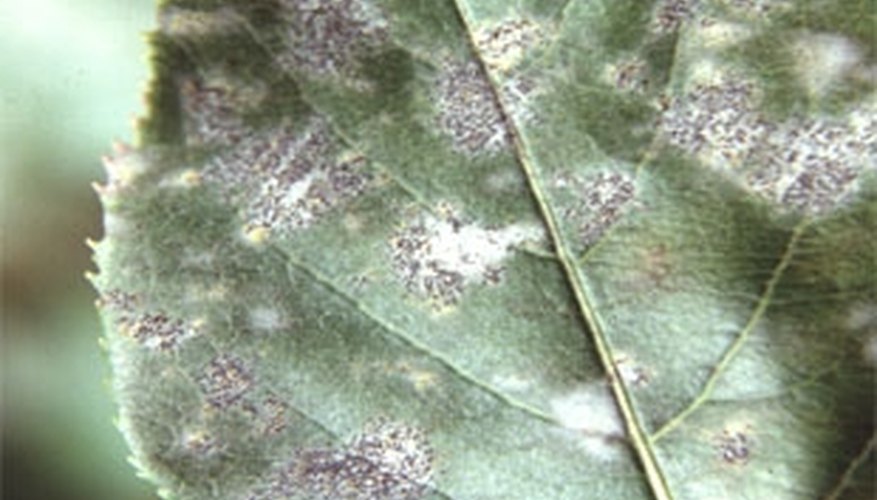 Powdery mildew Powdery mildew