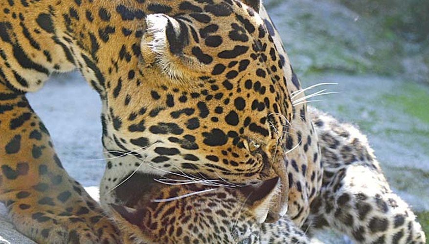 With three months they start eating meat and. Animals That Jaguars Eat : How Do Jaguars Care for Their Babies? | Sciencing
