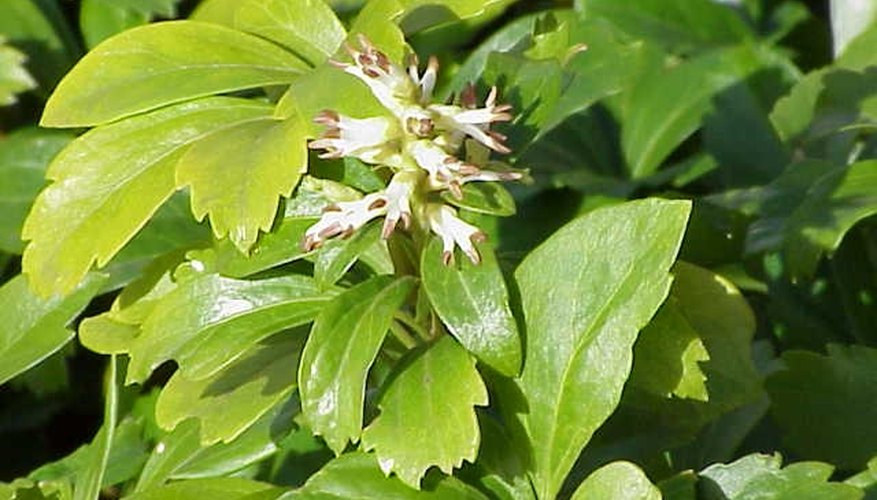 Pachysandra Pachysandra