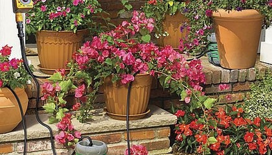 Potted Plants Under Watering Hose Potted Plants Under Watering Hose