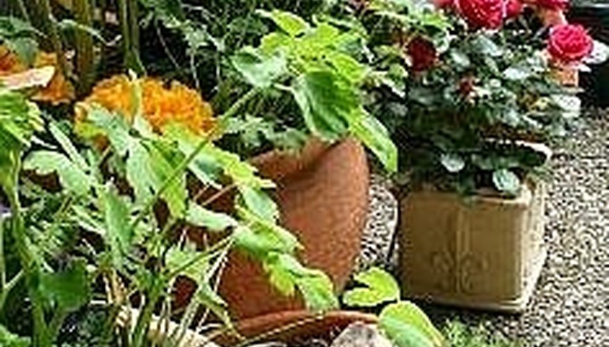 Potted Plants Potted Plants