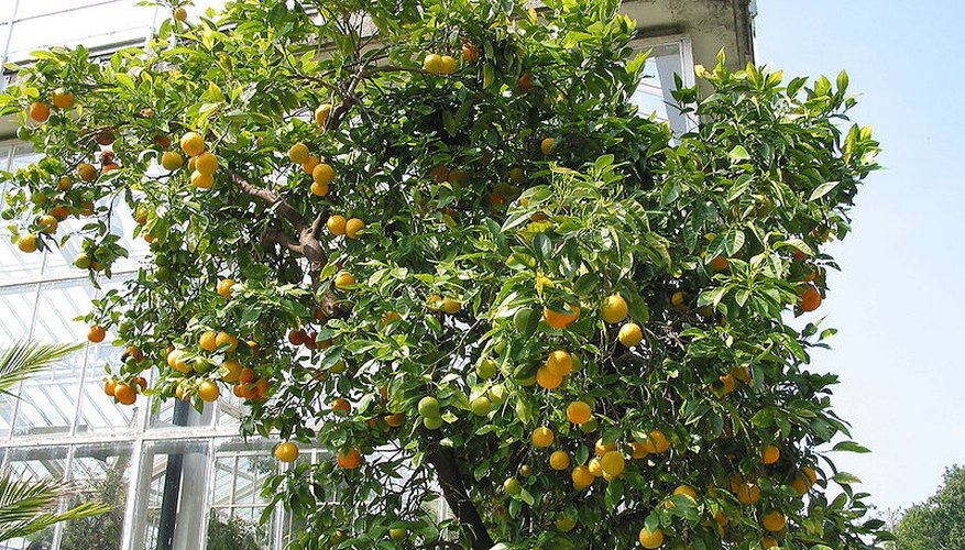 Orange tree with fruit Orange tree with fruit
