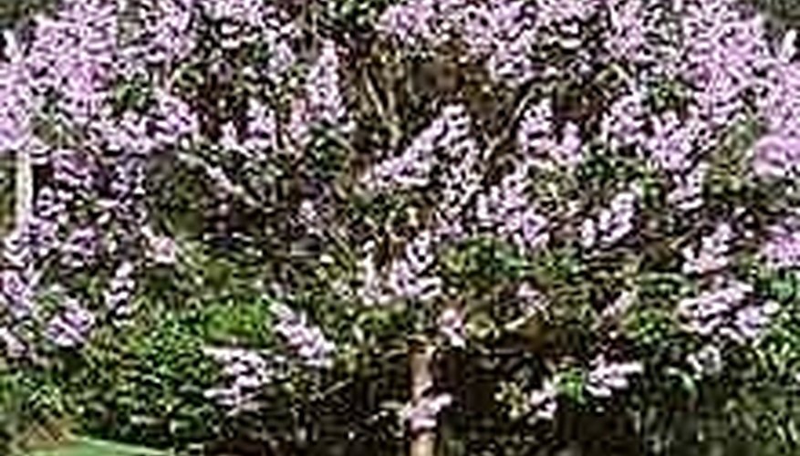 Plant a Paulownia Tree for Quick Shade Plant a Paulownia Tree for Quick Shade